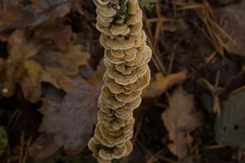 Mushrooms Stock Photos