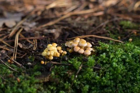 Mushrooms Stock Photos
