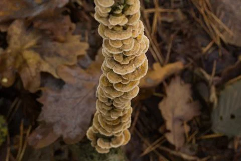 Mushrooms Stock Photos