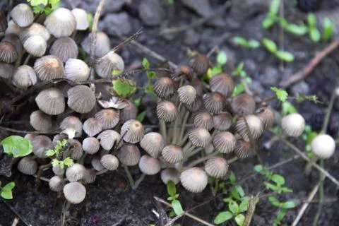 Mushrooms Stock Photos