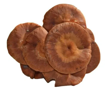 Mushrooms Stock Photos
