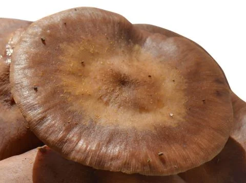 Mushrooms Stock Photos