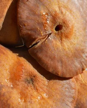 Mushrooms Stock Photos