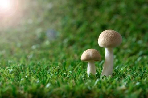 Mushrooms Stock Photos