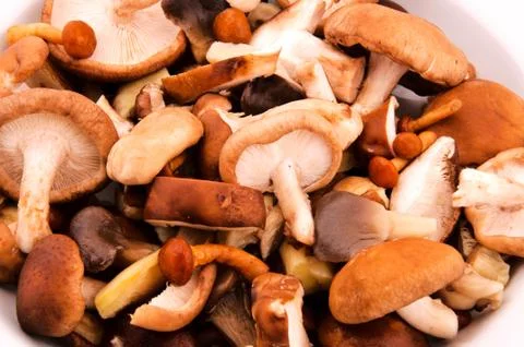 Mushrooms Stock Photos