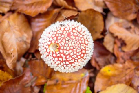 Mushrooms Stock Photos