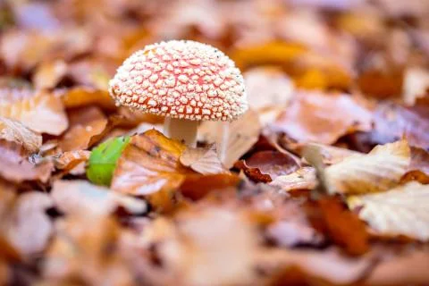 Mushrooms Stock Photos