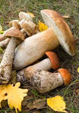 Mushrooms Stock Photos