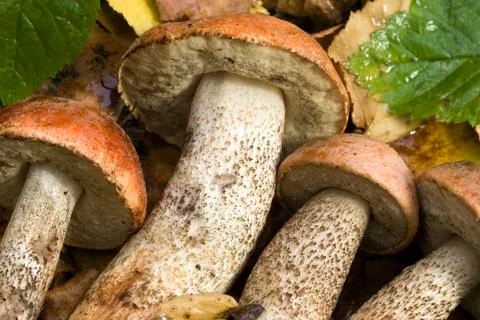 Mushrooms Stock Photos