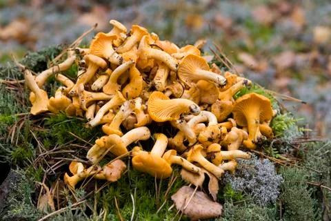 Mushrooms Stock Photos