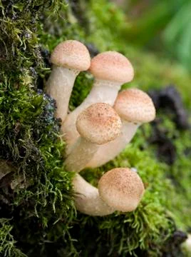 Mushrooms Stock Photos