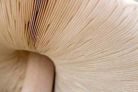 Mushrooms Stock Photos