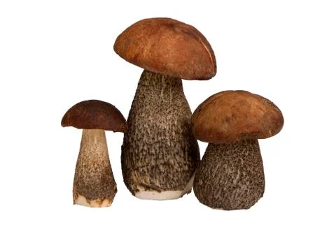 Mushrooms Stock Photos