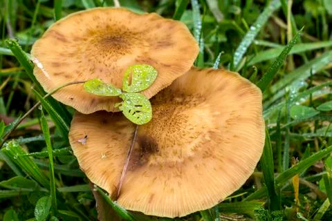 Mushrooms Stock Photos