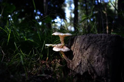 Mushrooms Stock Photos
