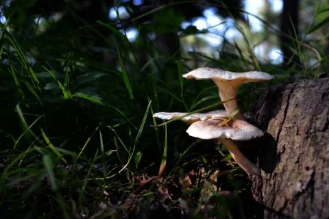 Mushrooms Stock Photos