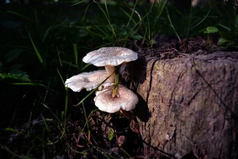 Mushrooms Stock Photos
