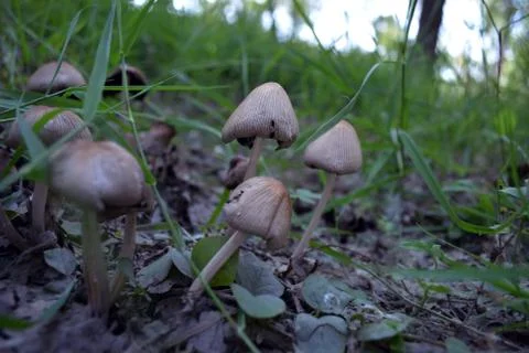 Mushrooms Stock Photos