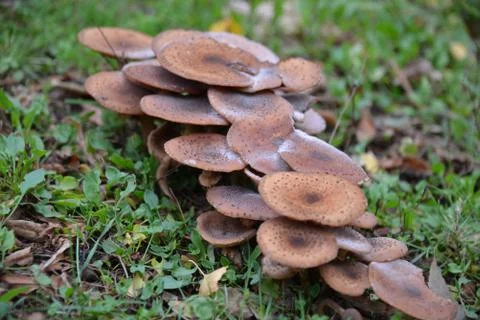 Mushrooms 写真素材