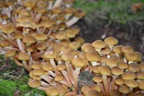 Mushrooms Stock-Fotos