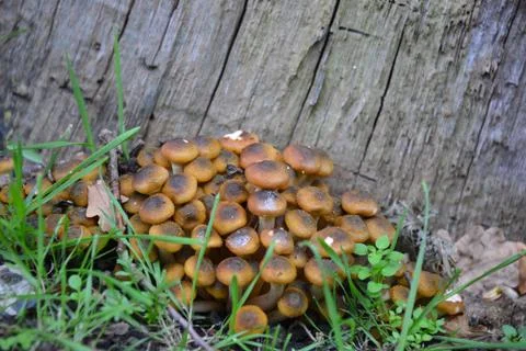 Mushrooms Photos