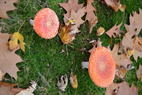 Mushrooms 写真素材