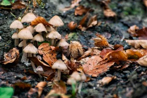 Mushrooms Stock Photos