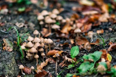 Mushrooms Stock Photos