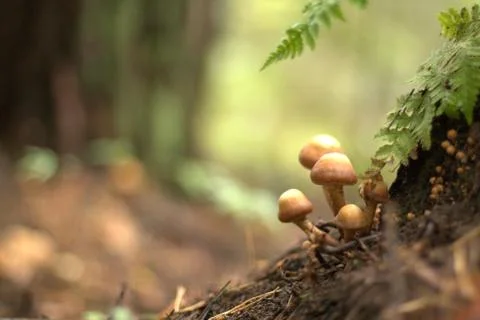 Mushrooms Stock-Fotos