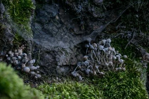 Mushrooms Stock Photos