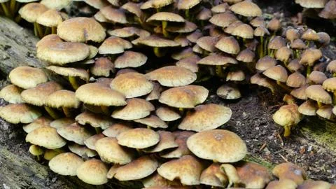 Mushrooms Stock Photos