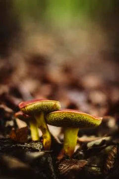 Mushrooms Stock Photos