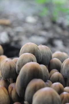 Mushrooms Stock Photos