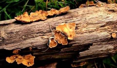 Mushrooms Stock Photos