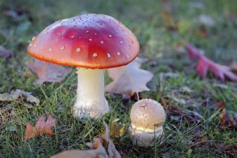 Mushrooms Fotos de archivo