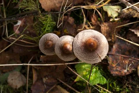 Mushrooms Stockfoto's