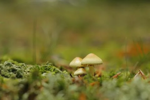 Мushrooms Stock Photos