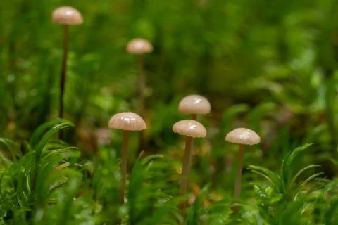 Mushrooms Stock Photos