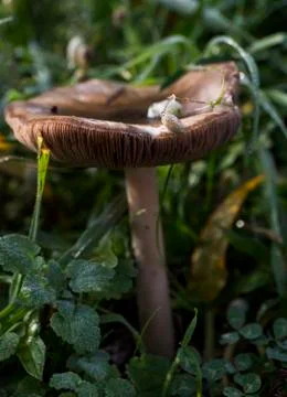 Mushrooms Stock Photos