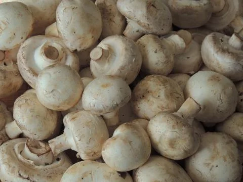 Mushrooms Foto stock