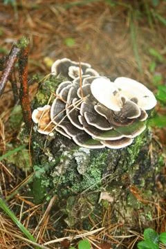  mushrooms Photos