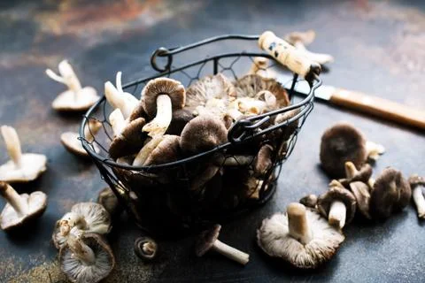 Mushrooms Stock Photos