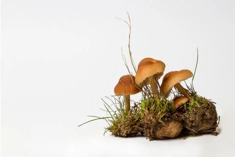 Mushrooms Stock Photos