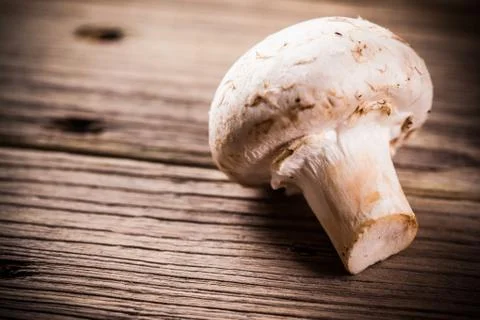 Mushrooms Stock Photos