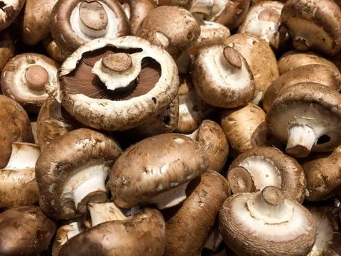 Mushrooms Stock Photos