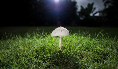 Mushrooms Stock Photos
