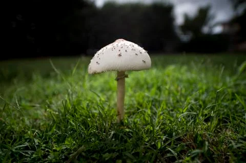 Mushrooms Foto stock
