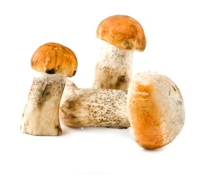 Mushrooms Stock Photos