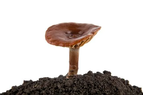 Mushrooms Stock Photos