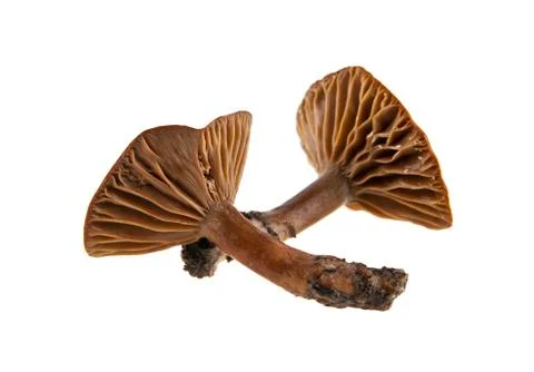 Mushrooms Stock Photos